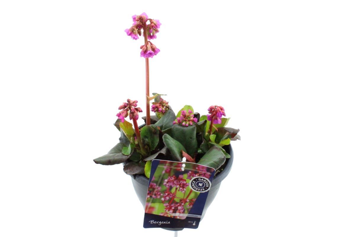 Bergenia shoeshine rose