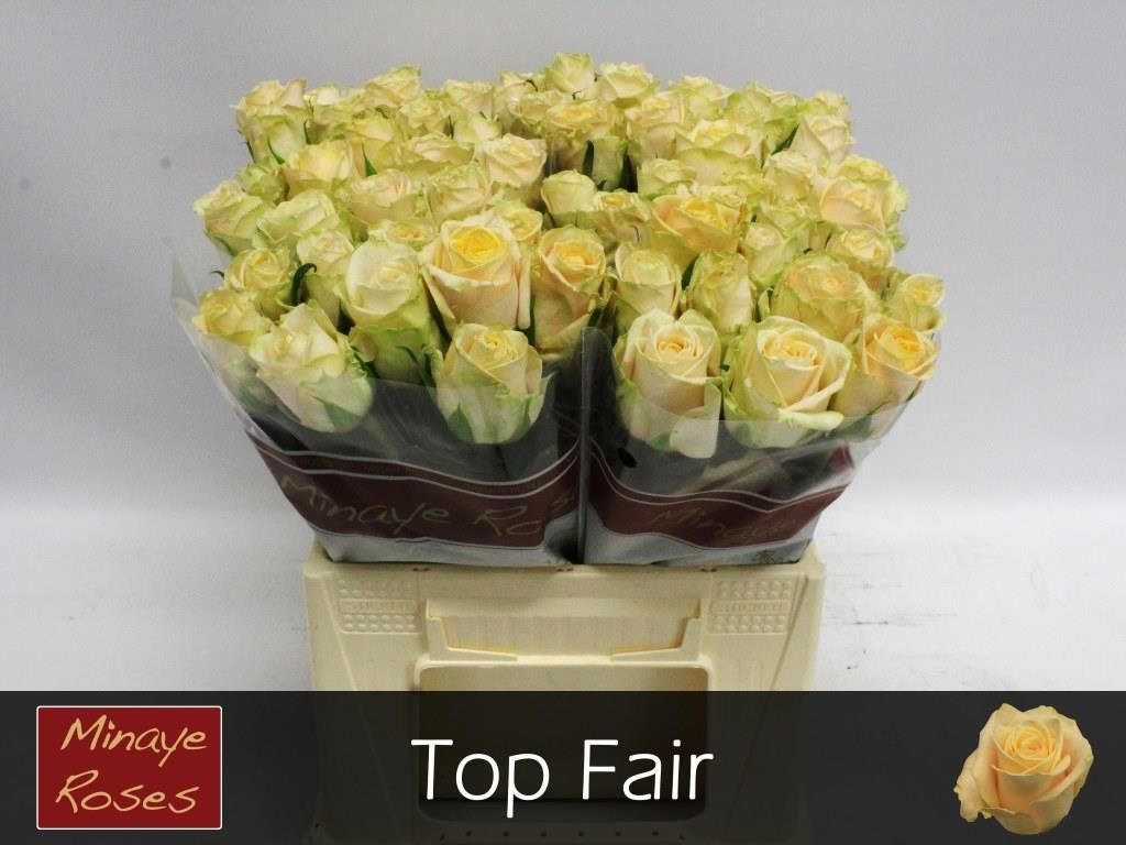 R Gr Top Fair!