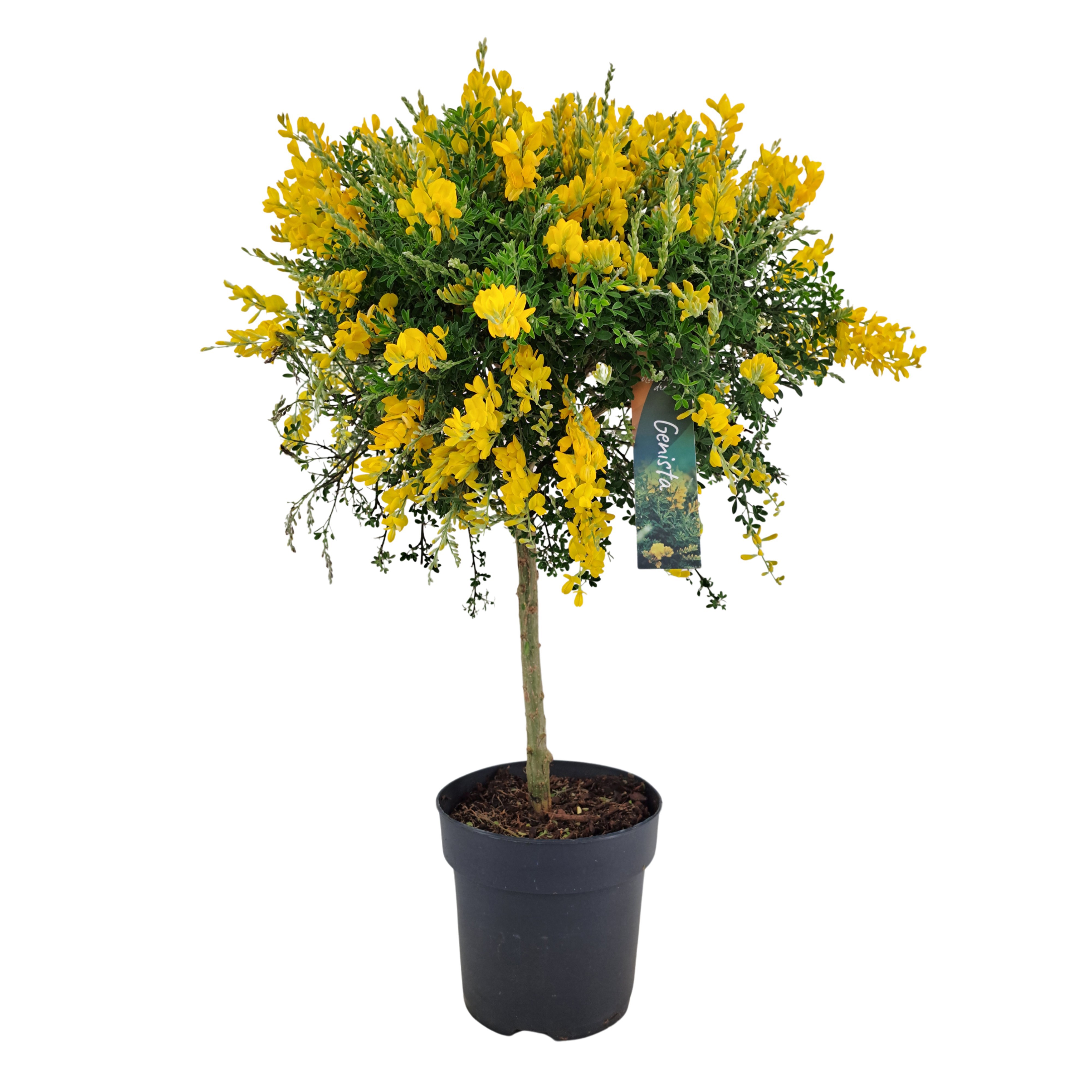 Genista (Cytisus) bol op stam (PT)