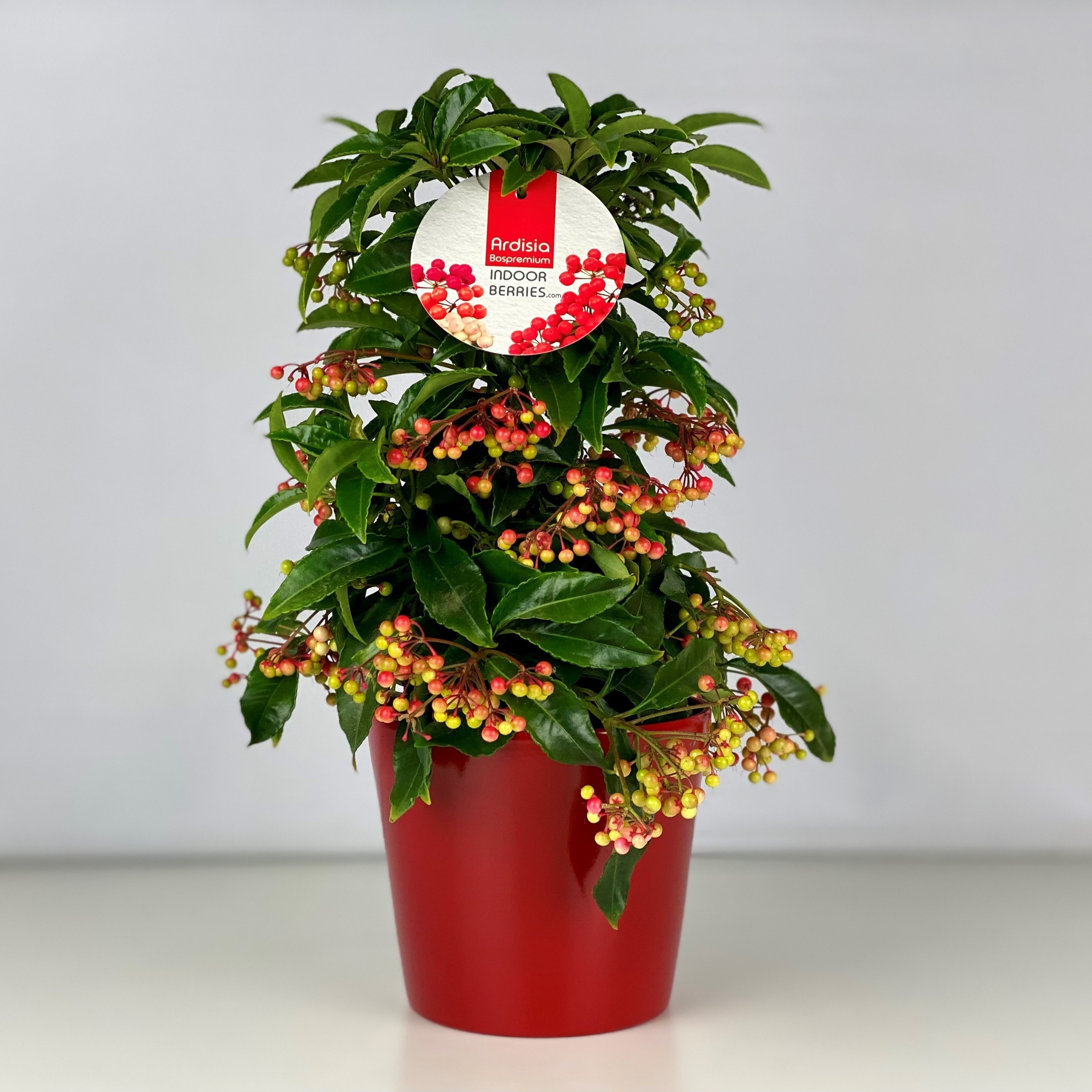 Picture of Ardisia crenata Bospremium Red in red pot 2024 P15 40CM