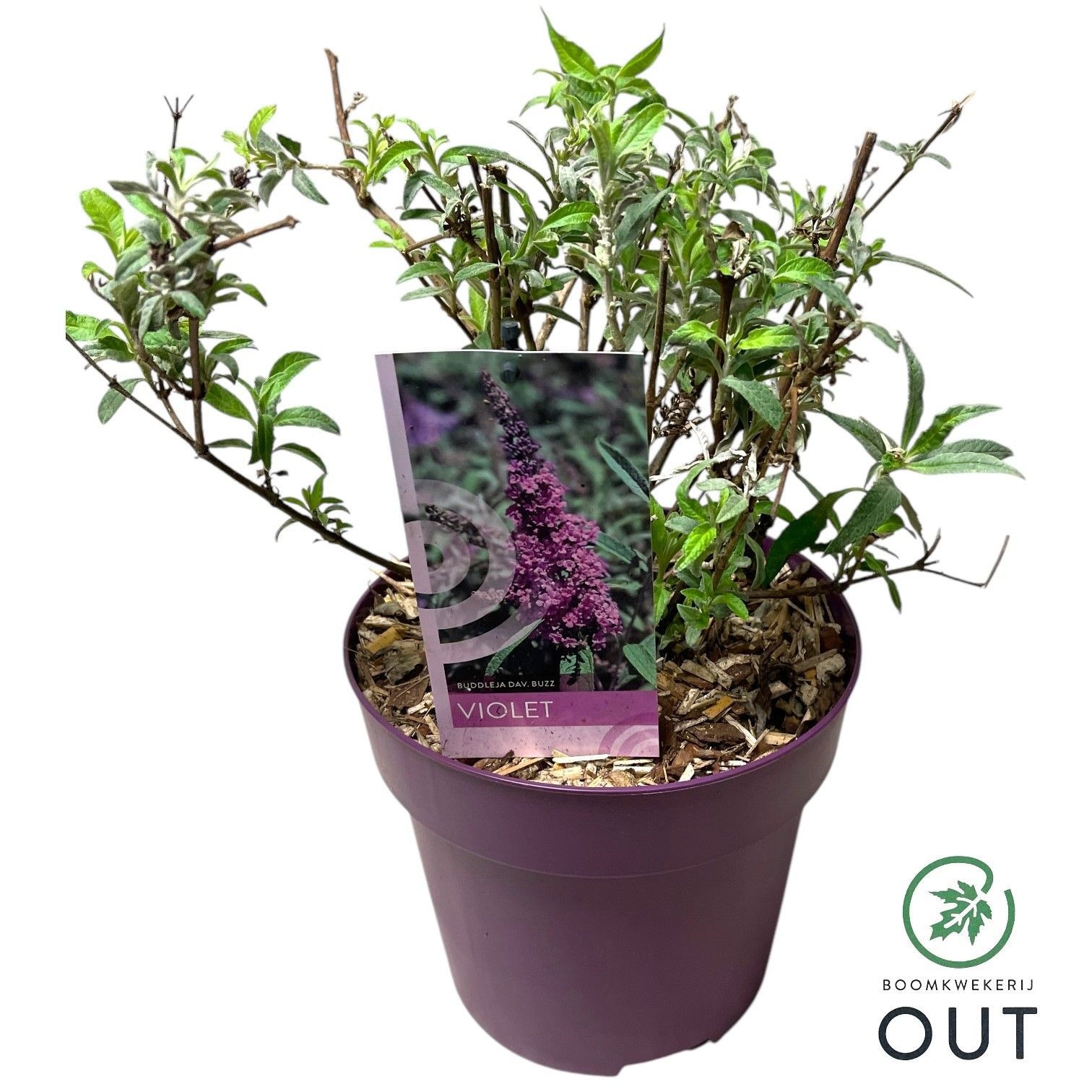 Buddleja Buzz Violet ('Tobudviole')
