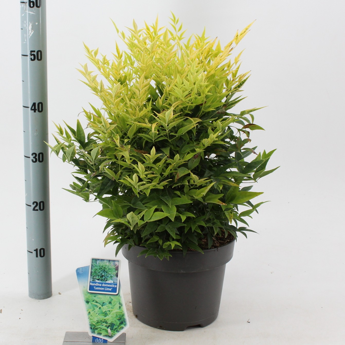 Picture of Nandina domestica Lemon & Lime P23 (5 Ltr) (LOOSE)