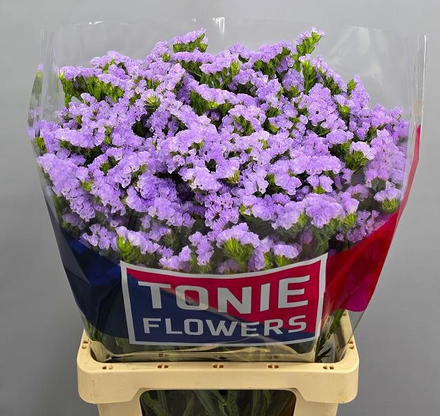 Lim S Tonie Lavender 70cm 48gram