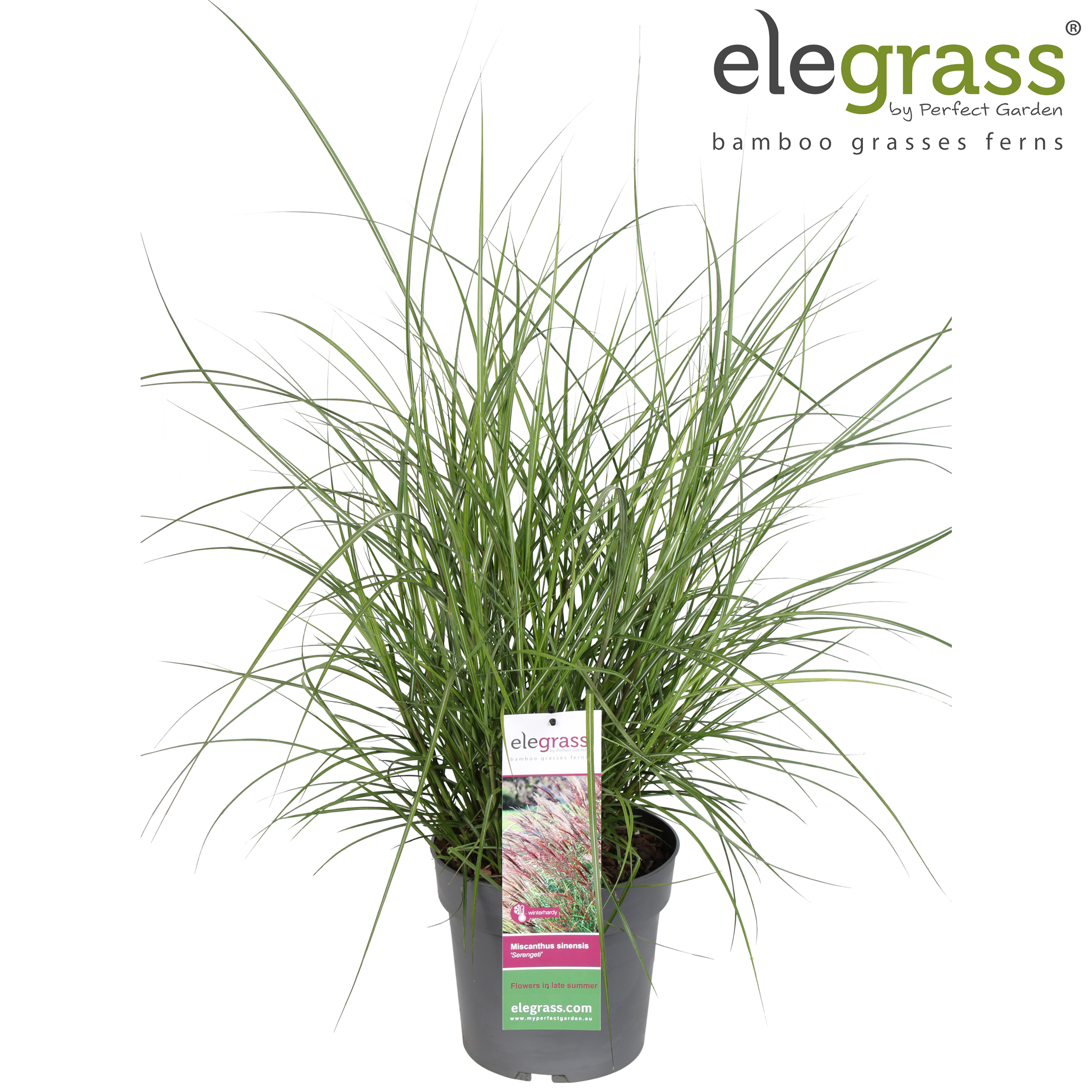 Picture of Miscanthus sinensis Serengeti P23 (5 Ltr) (LOOSE)