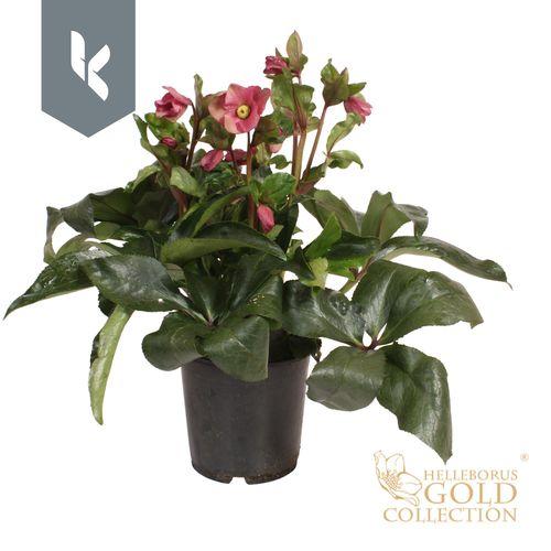 HGC Helleborus Ice N'Roses Red' p19 KH