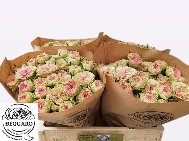 R Tr Grandma F Daisy 50cm