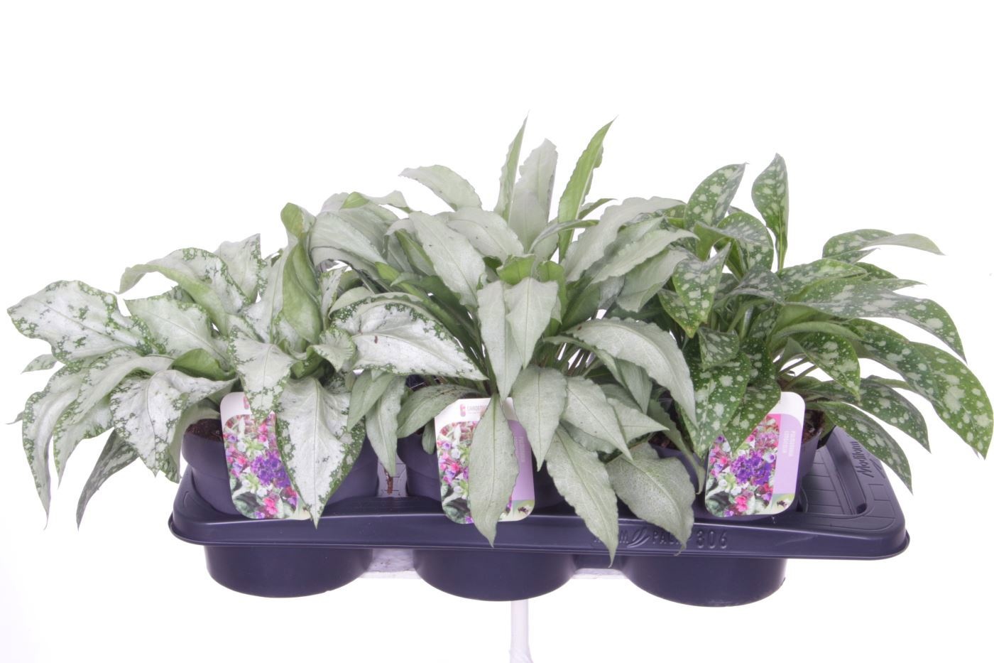 Pulm Longifolia 17P 35H