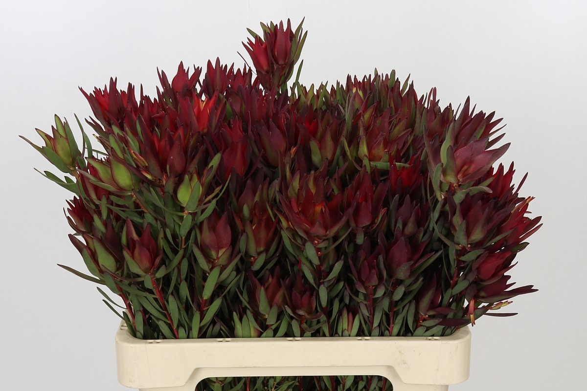 Leucadendron Sal Blush 60cm