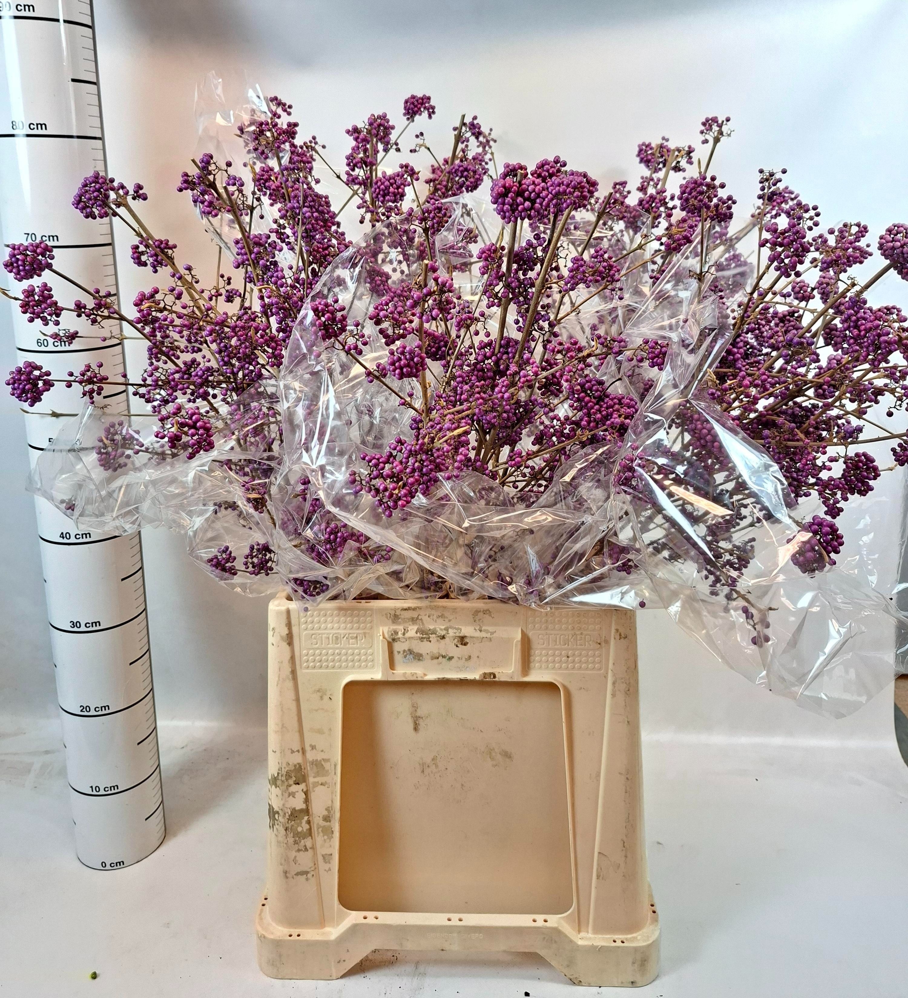 Callicarpa Bod Giraldi(imp) 80cm