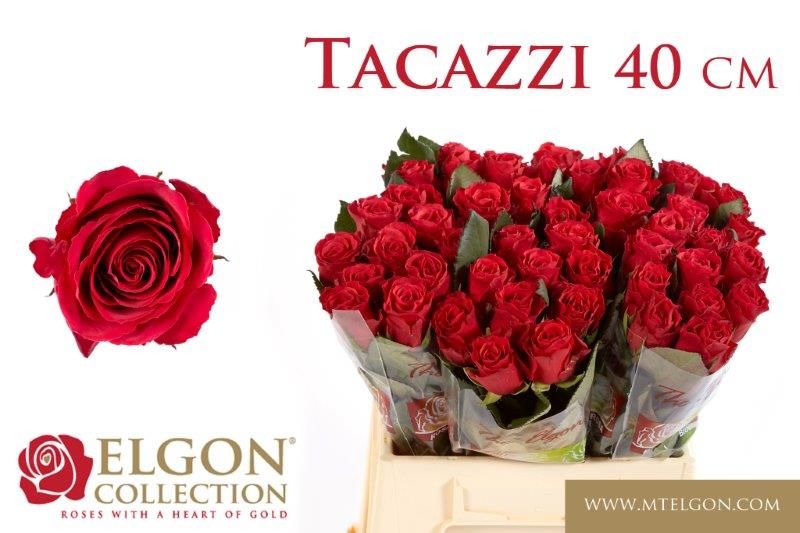 R Gr Tacazzi+