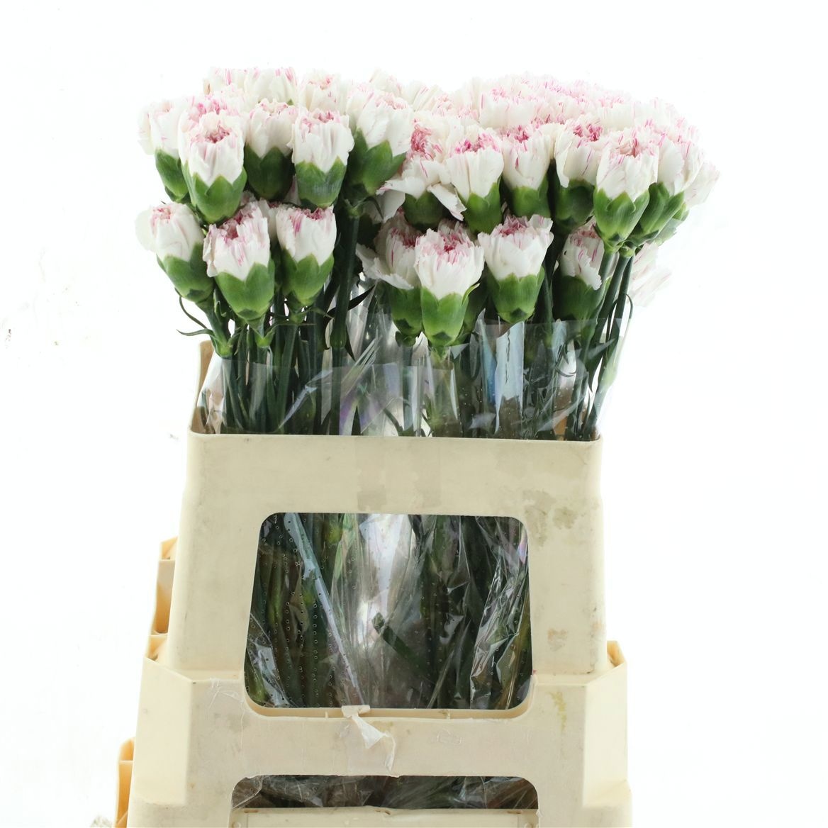 Dianthus St Yukari Cherry 50cm