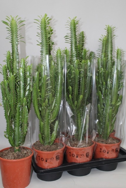 Euphor Trigona 17P 80H