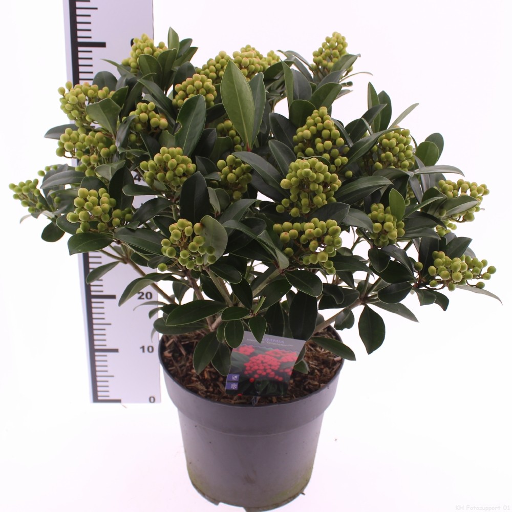 Picture of Skimmia jap. 'Temptation'