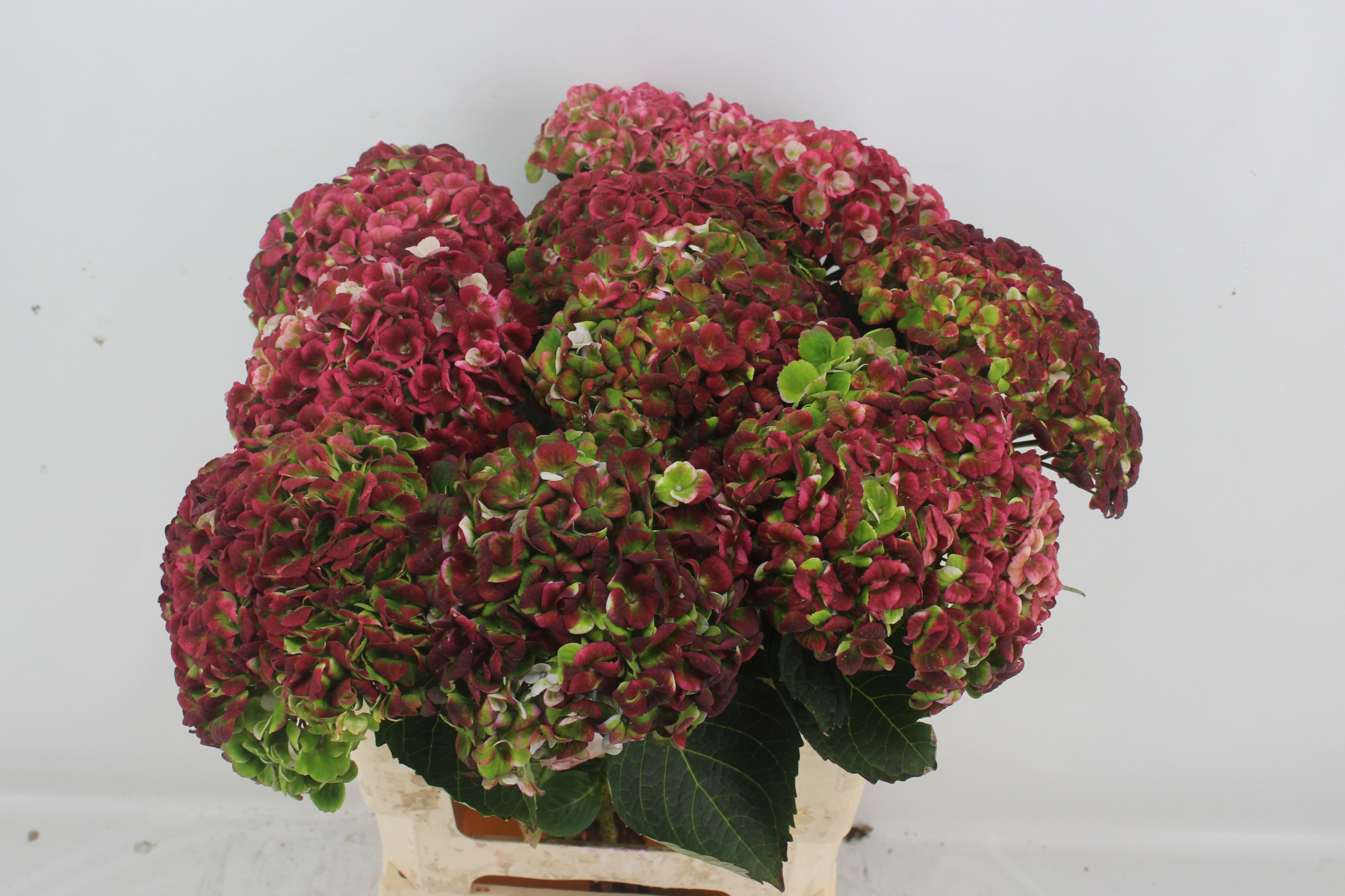 Hydrangea Revolution Pink/green 60cm 15Ø