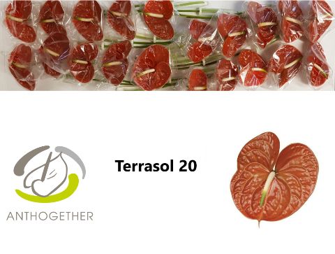 Anthurium Terrasol 9Ø