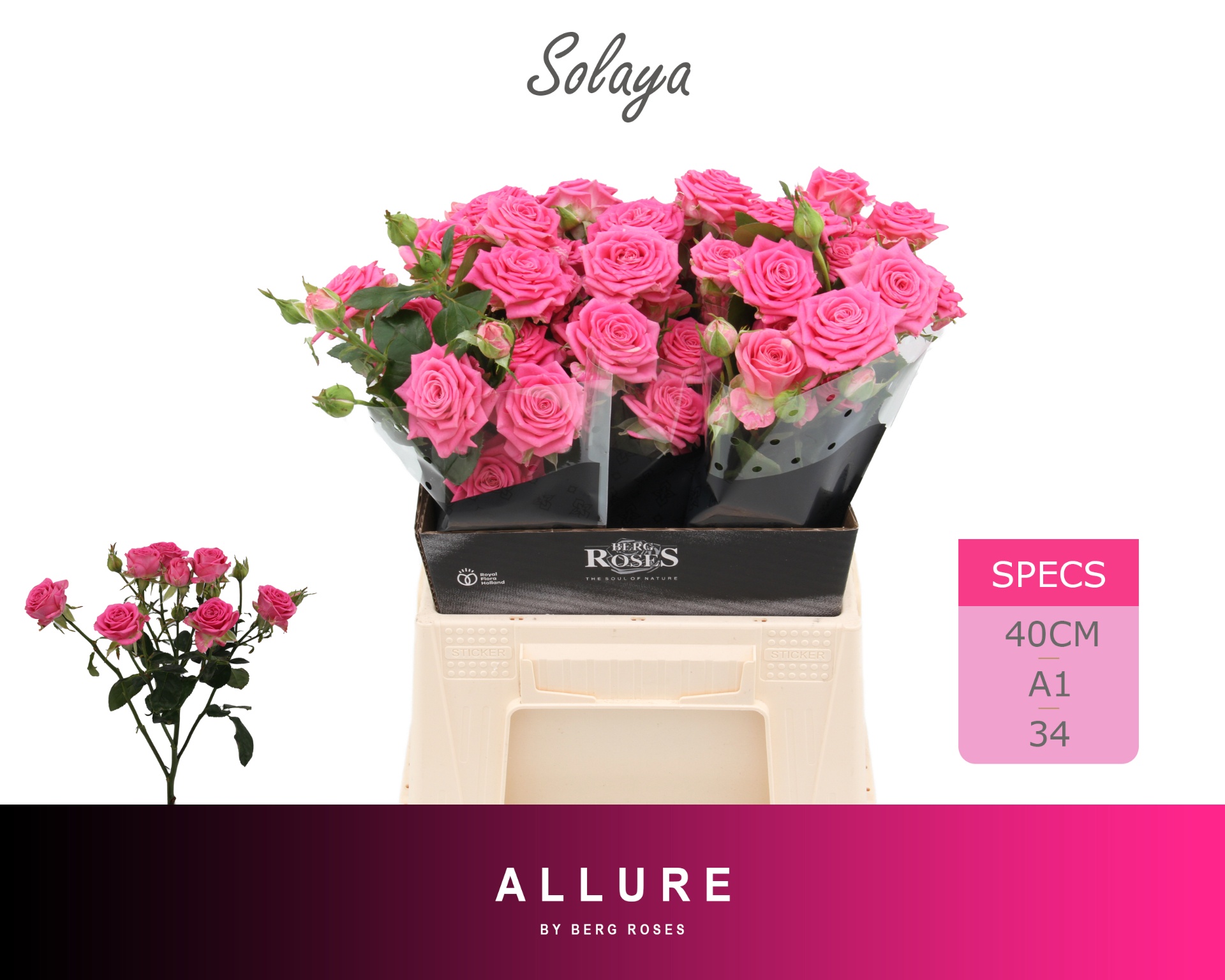 R Tr Solaya 40cm