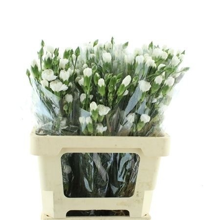 Dianthus Spr White Carmit 60cm