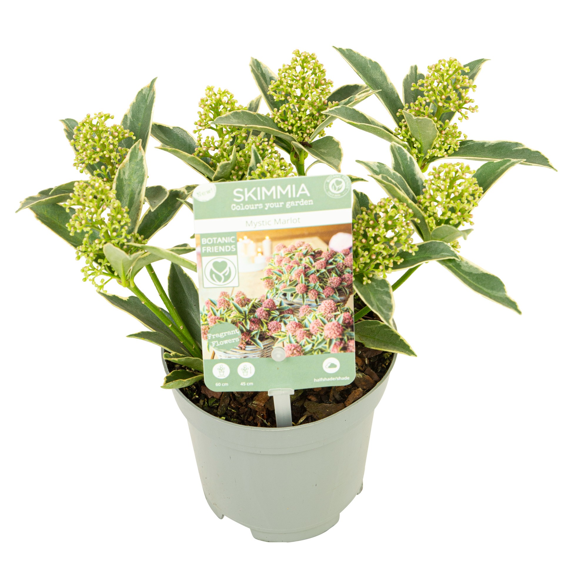 Picture of Skimmia jap. Mystic Marlot P10.5