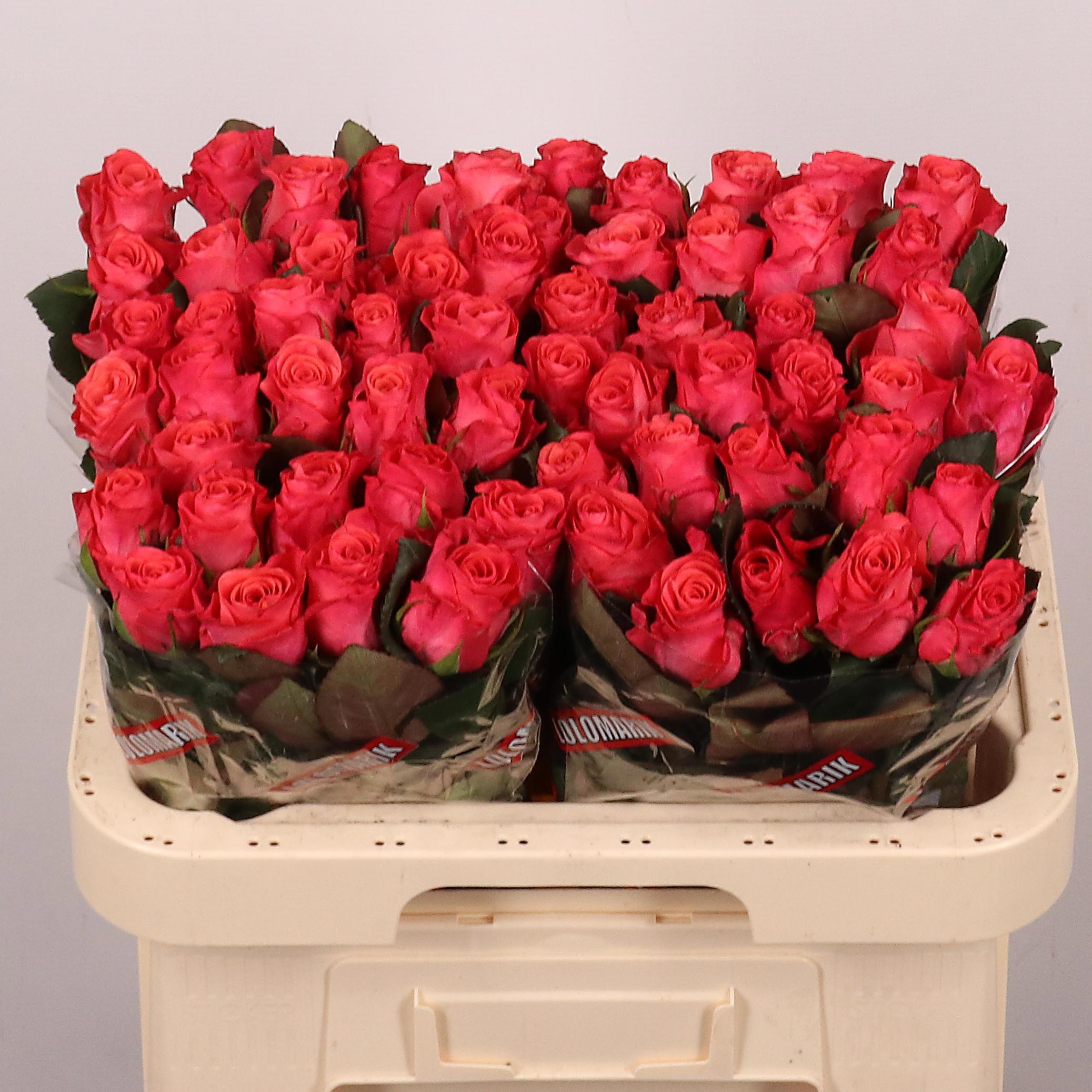 Rosa Pink Tacazzi 60cm
