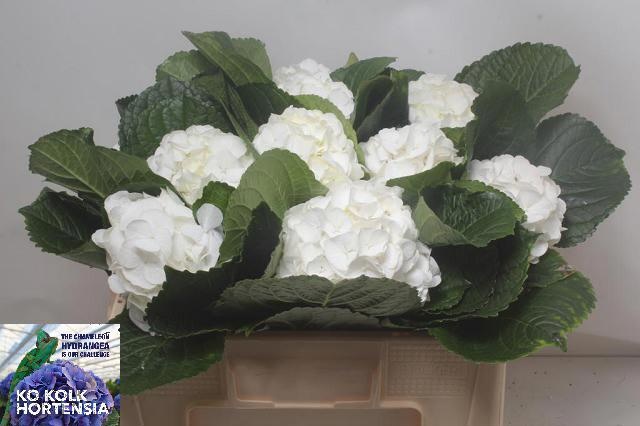 Hydrangea Allure 40cm 10Ø