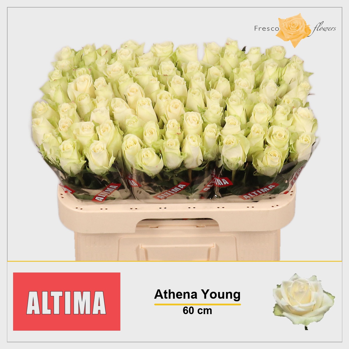 Rosa Athena 60cm
