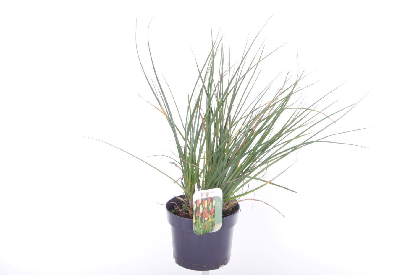 Kniphofia Poco Red ('TNKNIPPR')