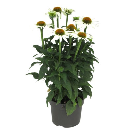Echinacea Sombrero Compact White p17 Florizon