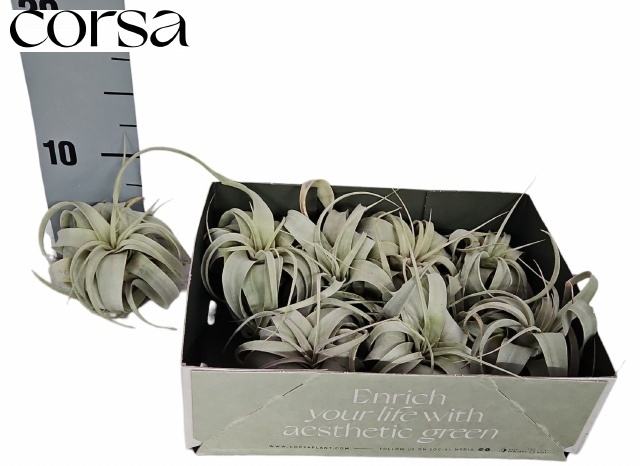Tillandsia Xerographica 10Ø 10cm