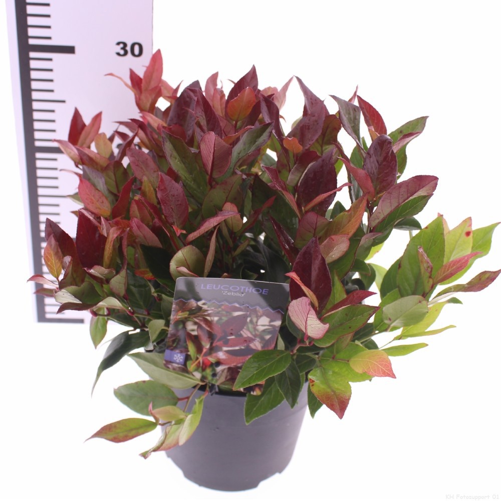 Picture of Leucothoe 'Zeblid'