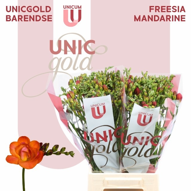 Freesia Double Mandarin 50cm 24gram