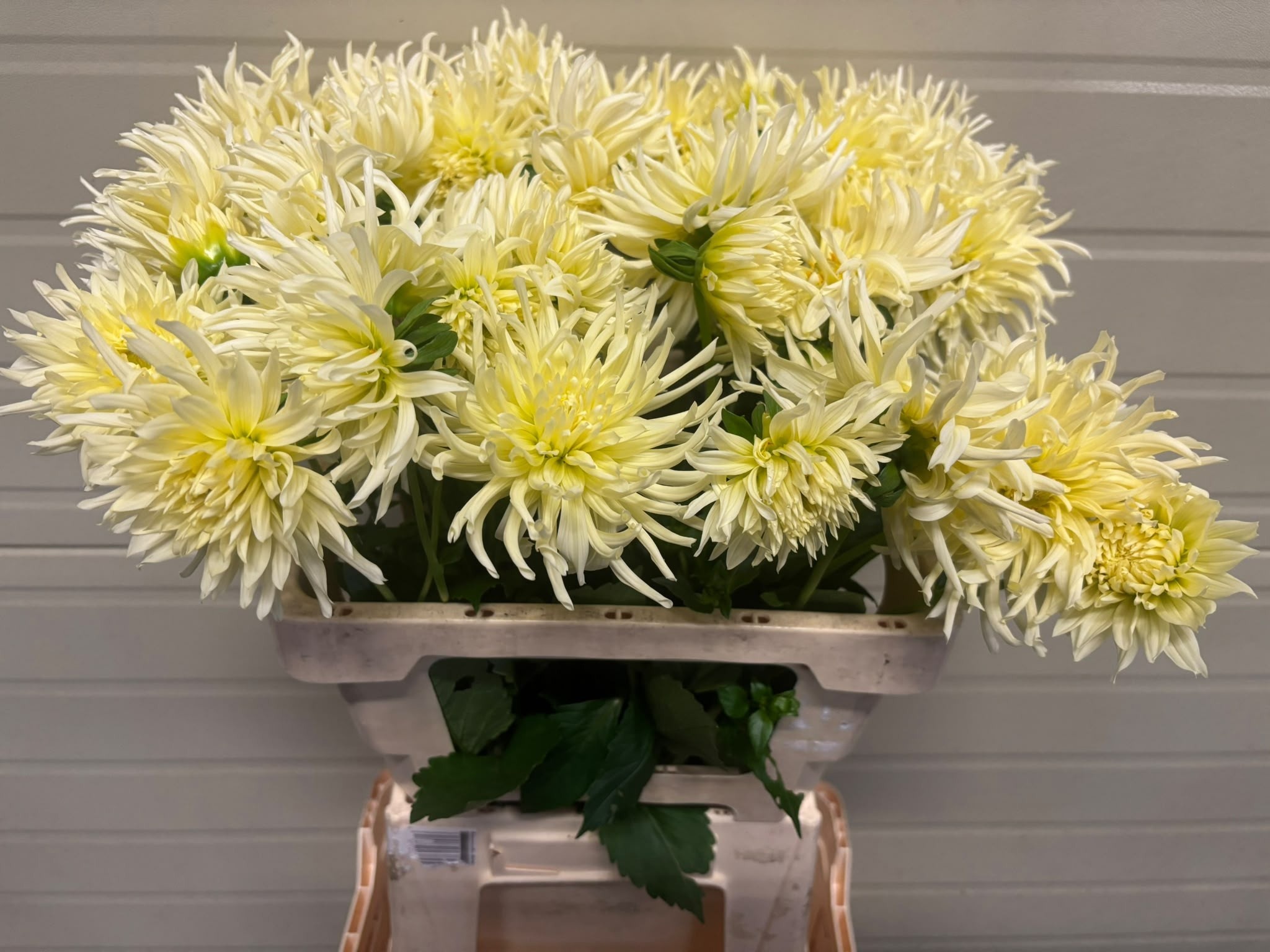 Dahlia 50cm
