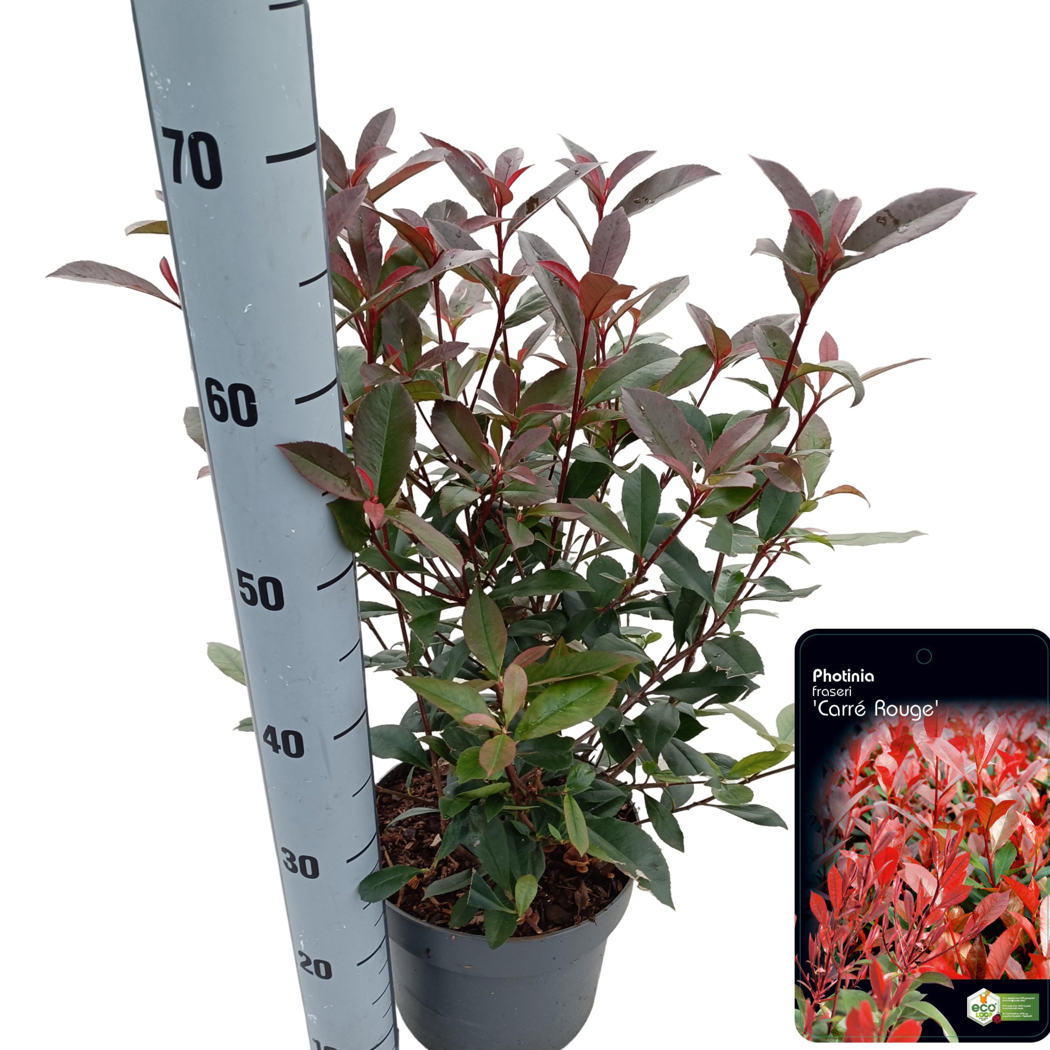 Picture of Photinia fraseri 'Carré Rouge' C5