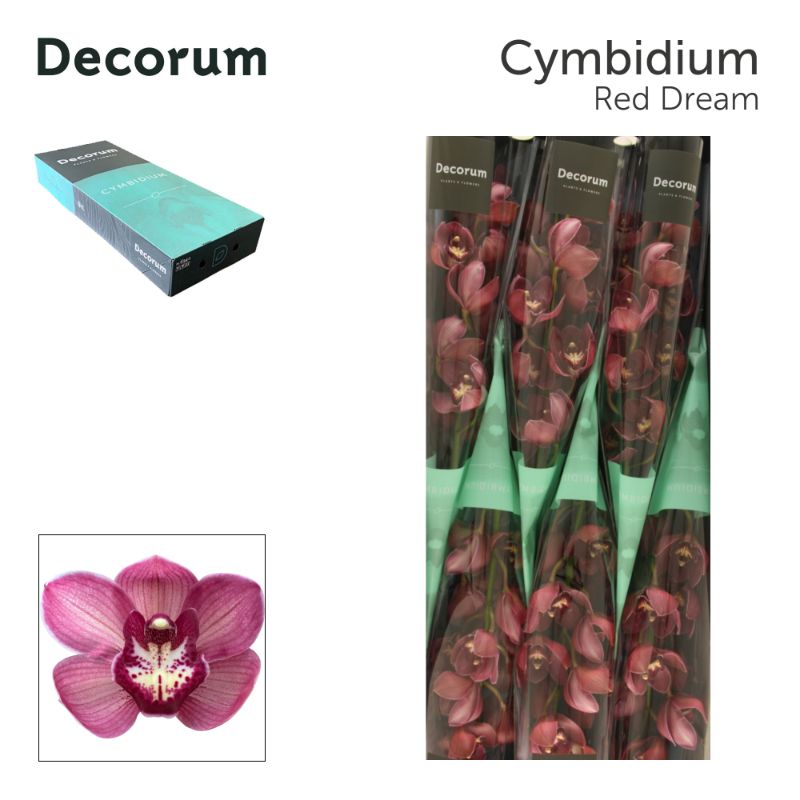 Cymb T Red Dream