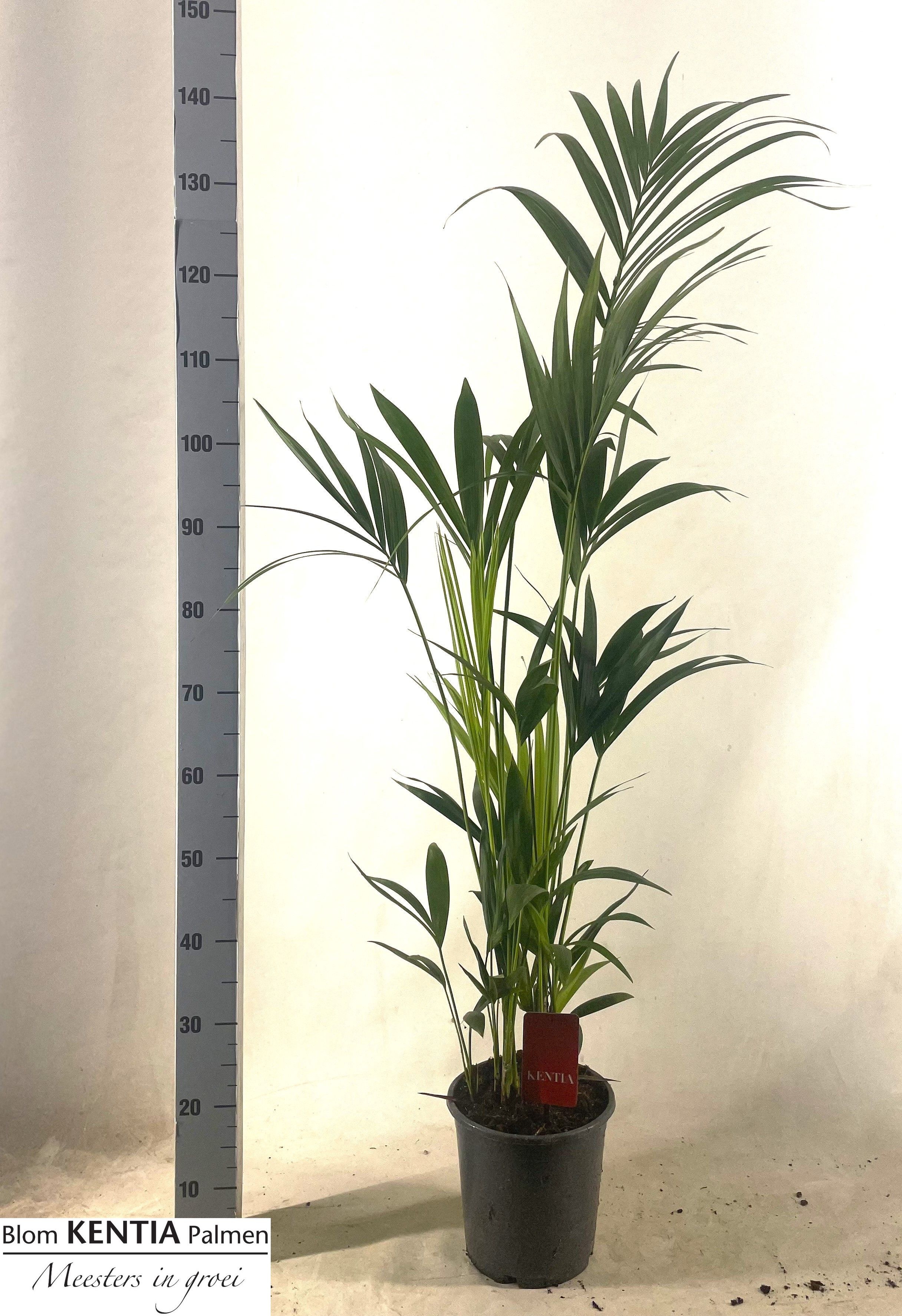 Howea Forsteriana