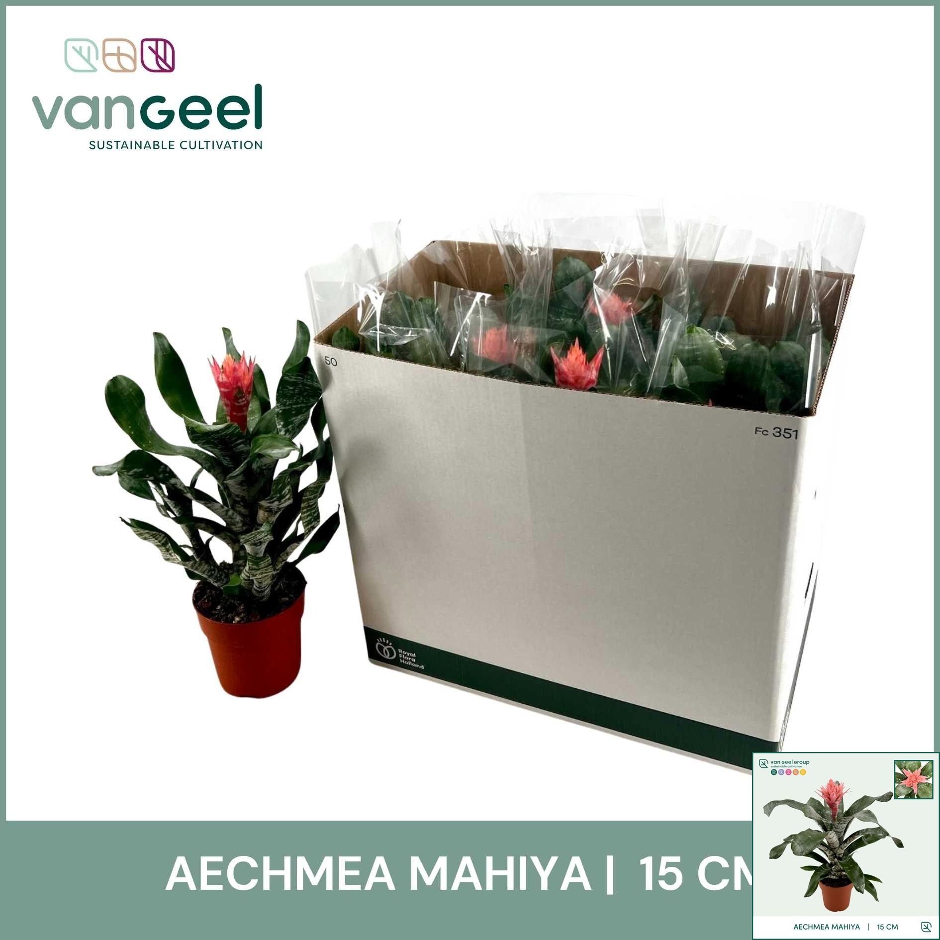 Aech Overig 15Ø 50cm