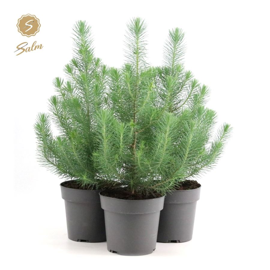 Picture of Pinus pinea Silver Crest P17 (2 Ltr)