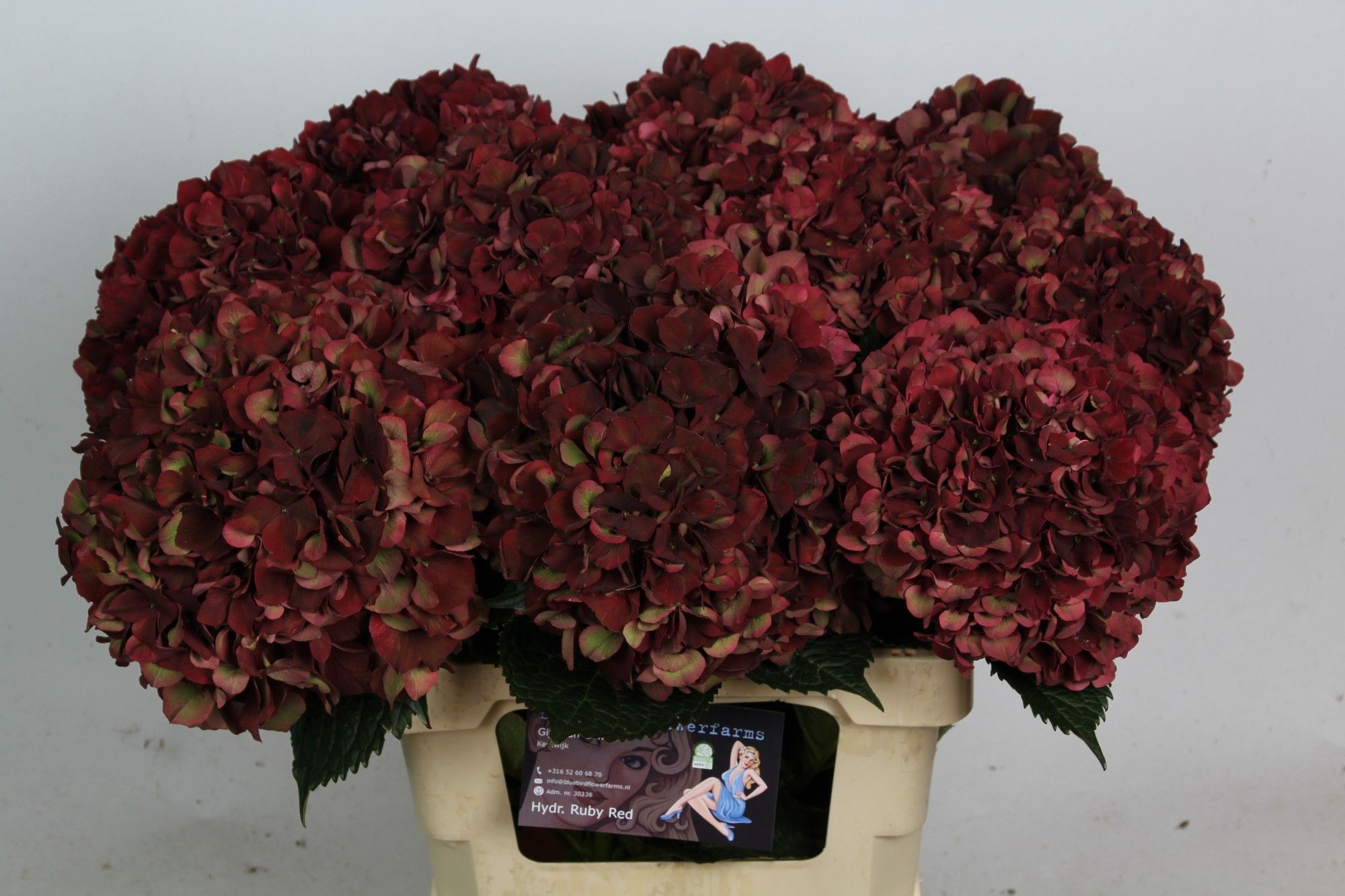 Hydrangea Ruby Red Classic 60cm 17Ø