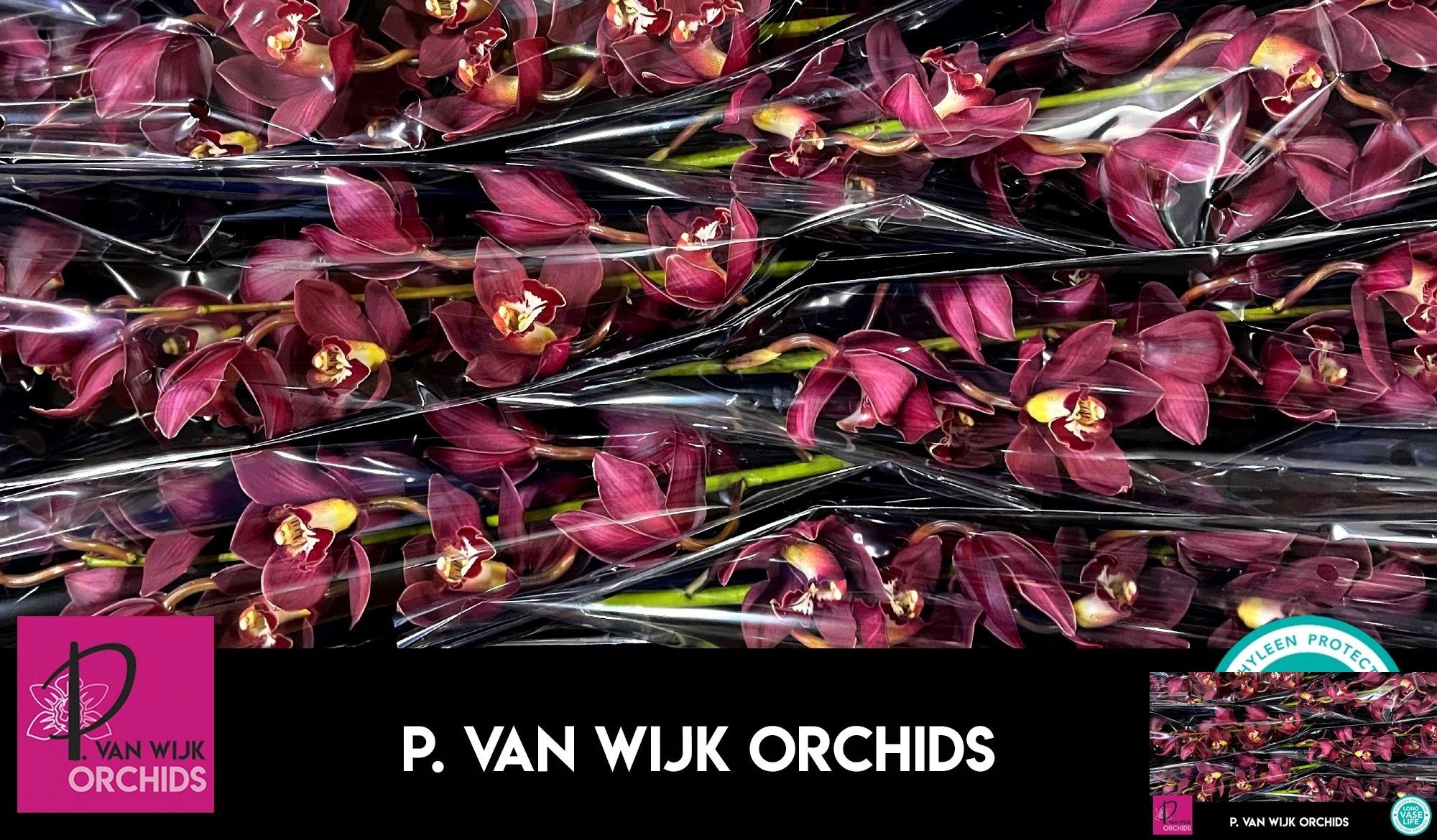 Cymbidium Priwine 8/11bl
