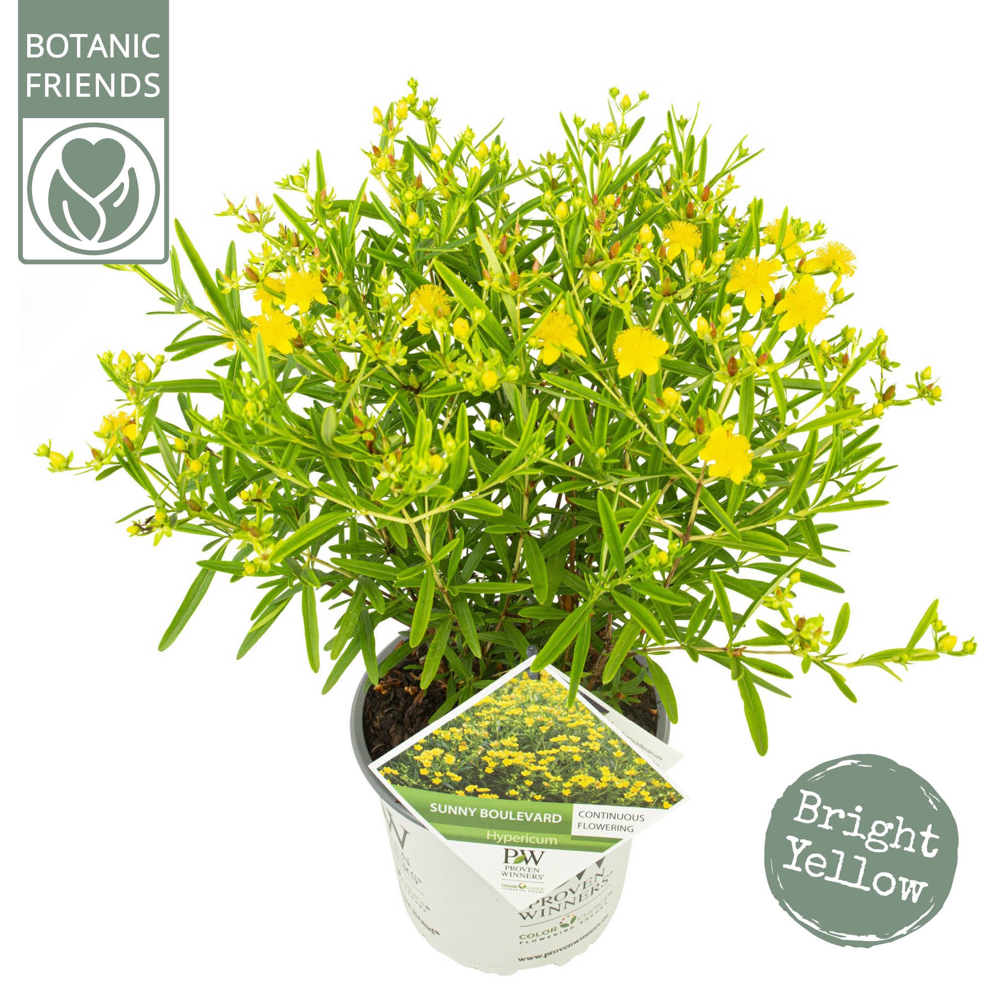 Picture of Hypericum Sunny Boulevard P19 (3 Ltr)