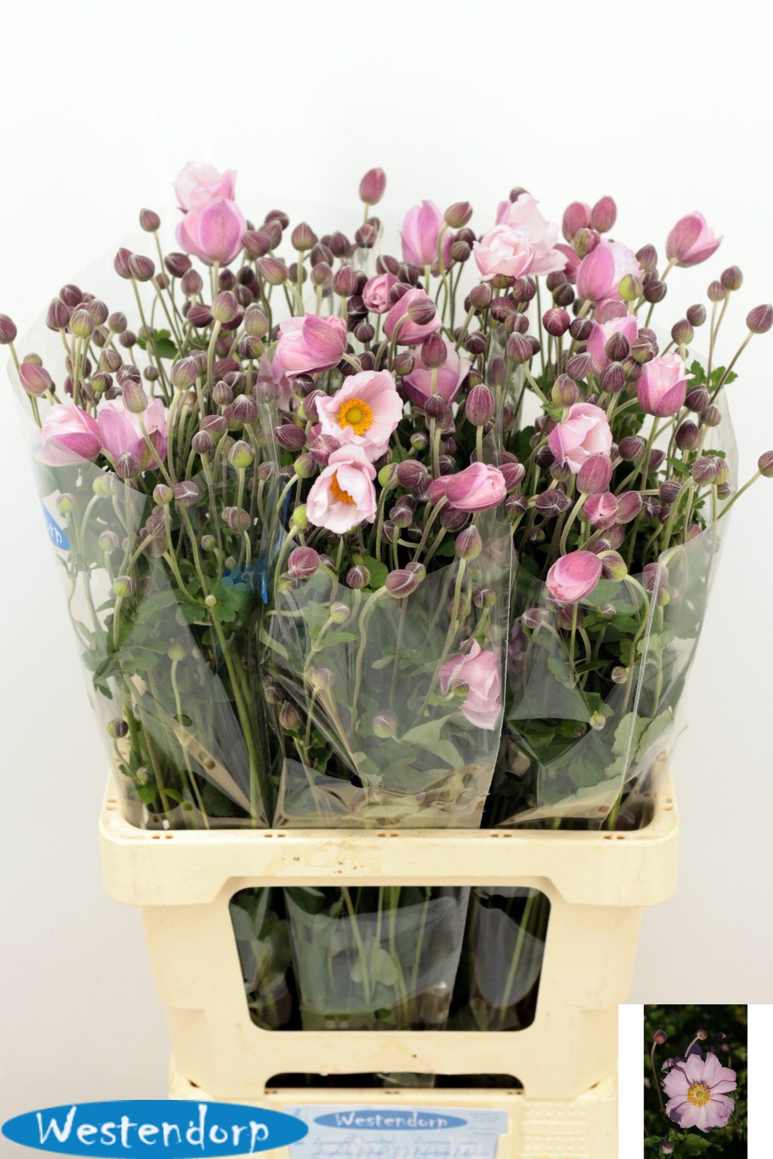 Anemone 70cm