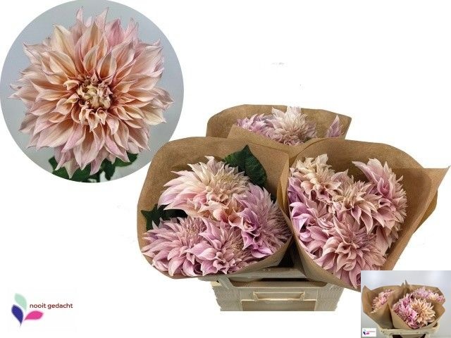 Dahlia Cafe Au Lait 70cm