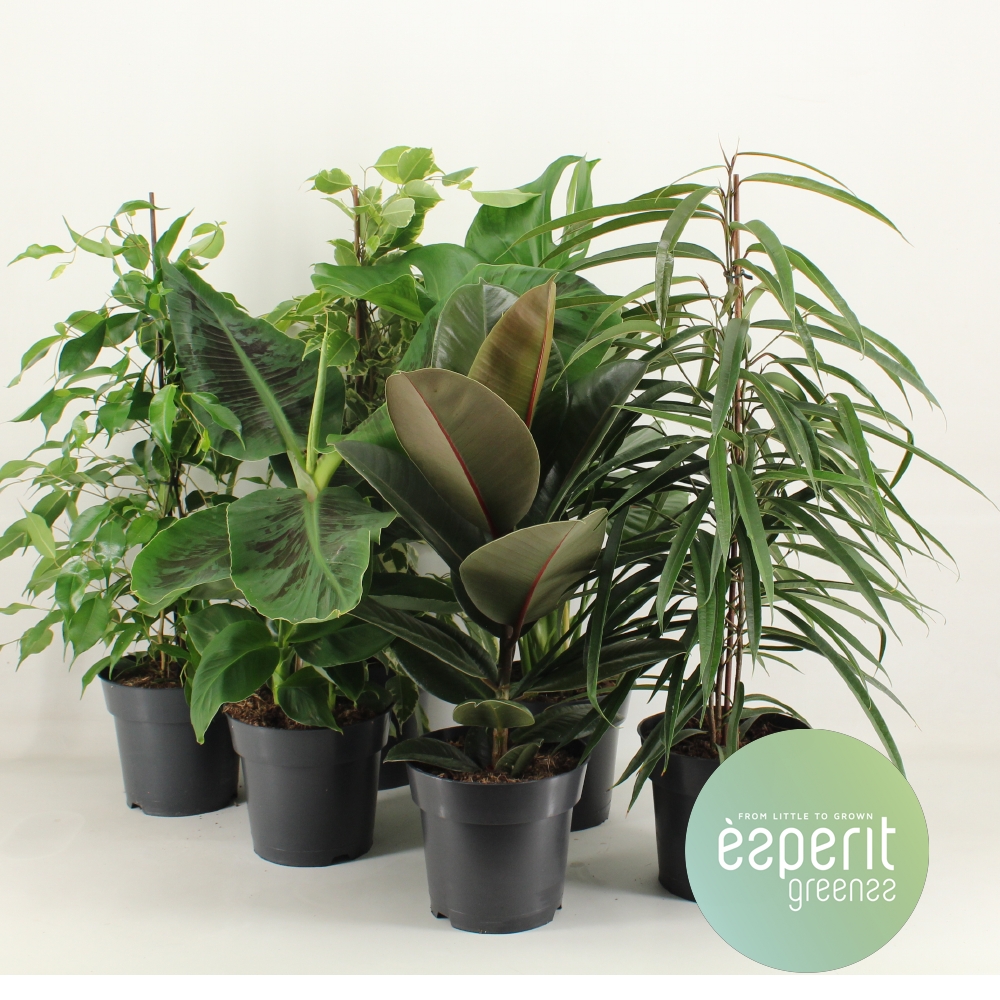 Picture of Houseplants Greenss varieties P17 55CM