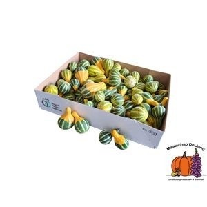 Cucurbita Pear Bicolor