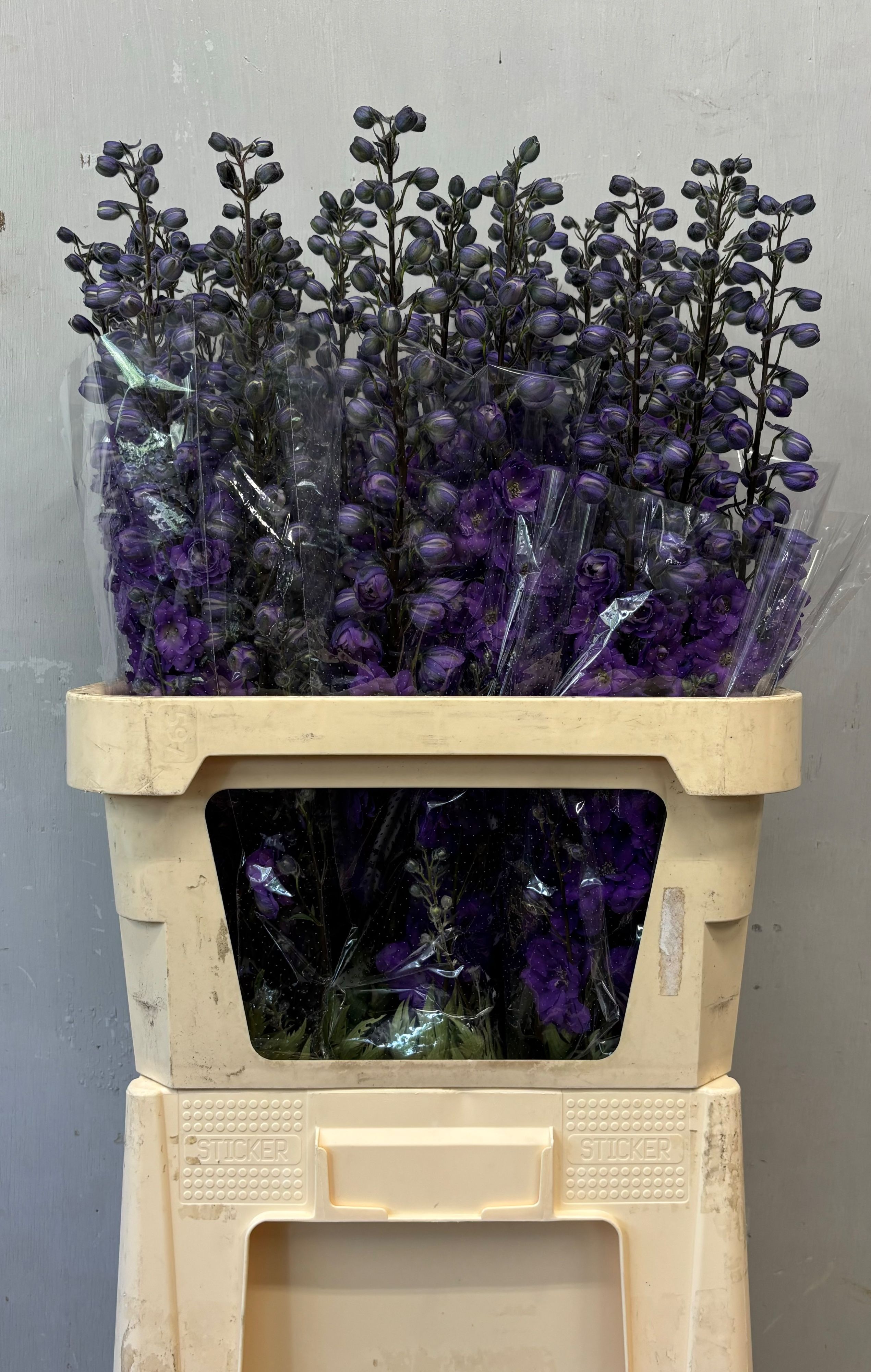 Delphinium El Double Dev Purple Heart 90cm