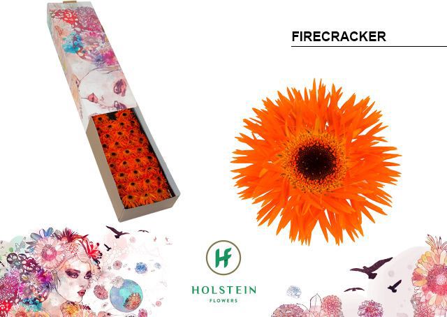 Ge Mi Firecracker
