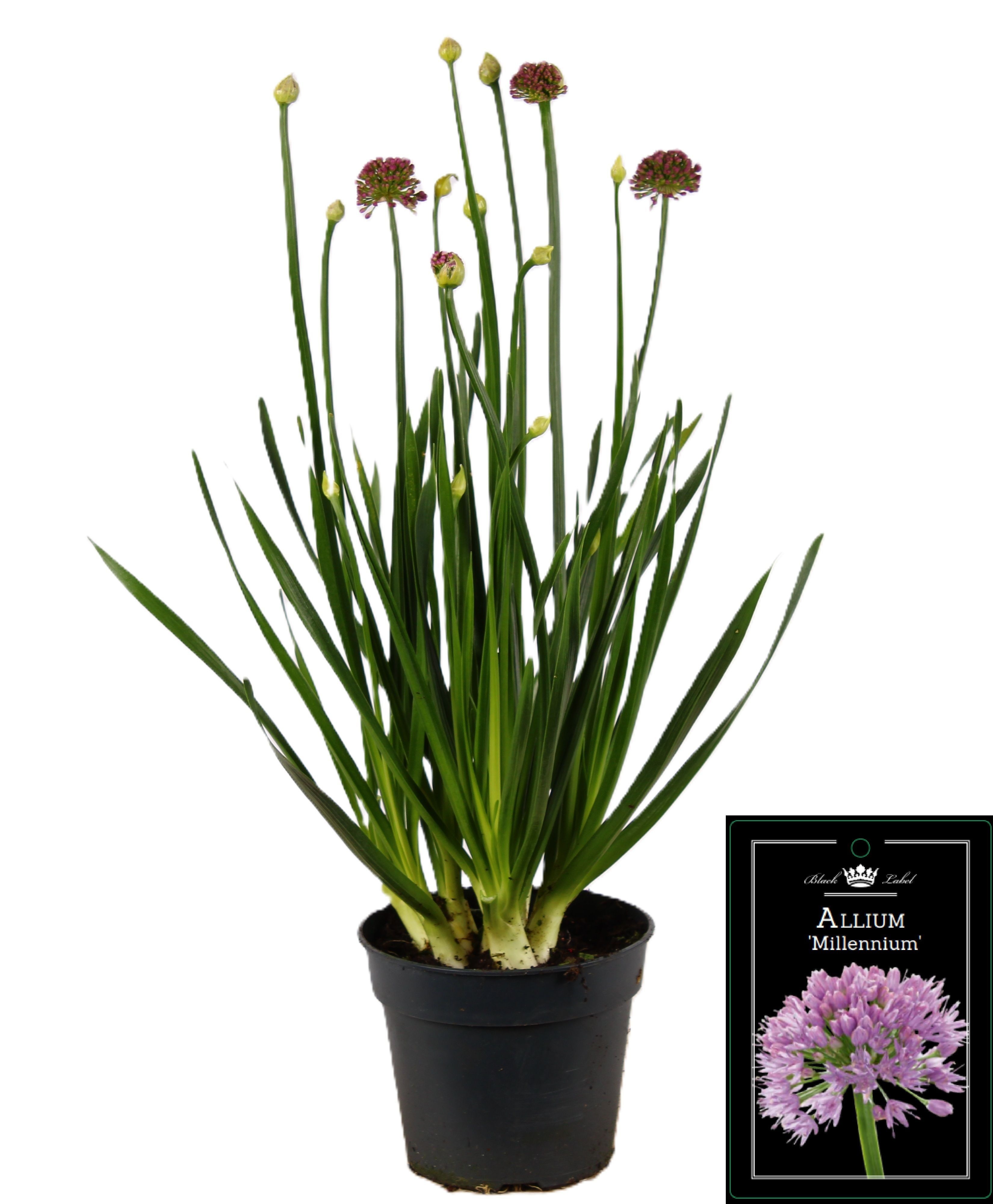 Picture of Allium Millenium