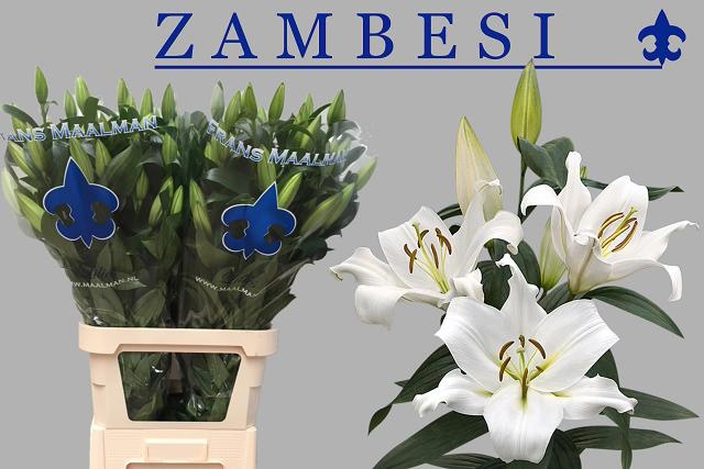 Lilium Ot Zambesi 110cm 5/7bl