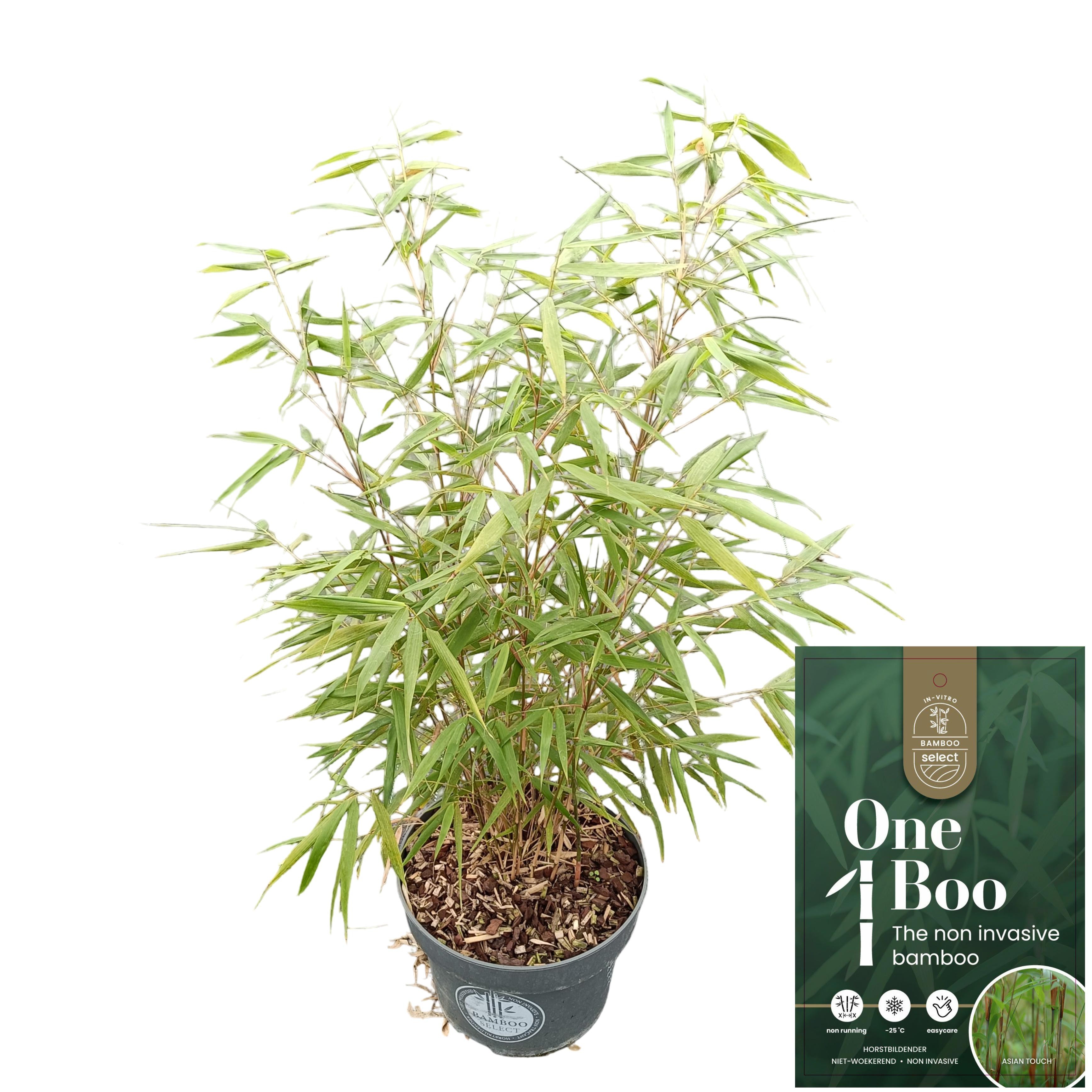 Picture of Fargesia scabrida 'Asian Wonder' C5