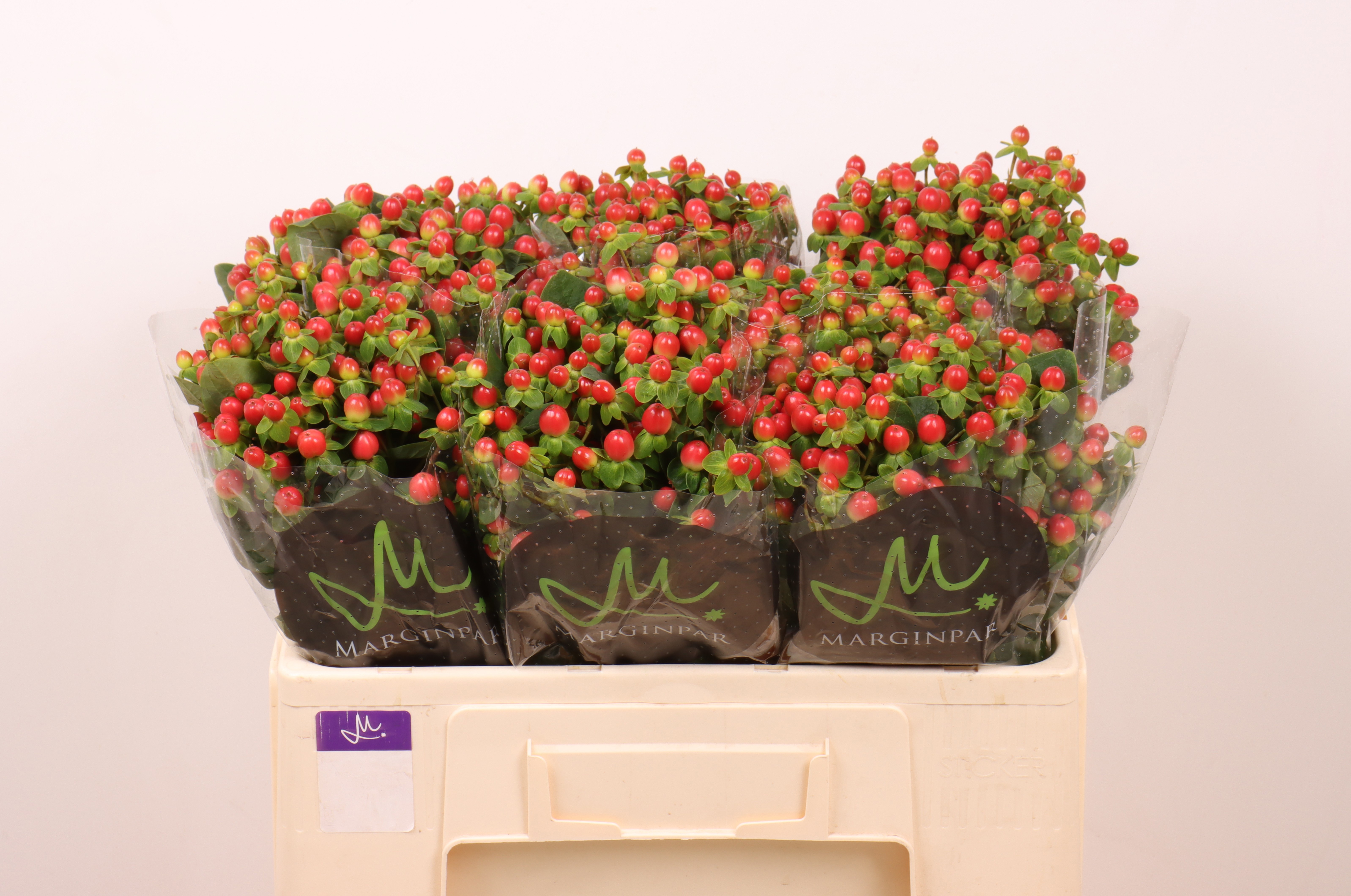 Hypericum Tomato Flair 50cm