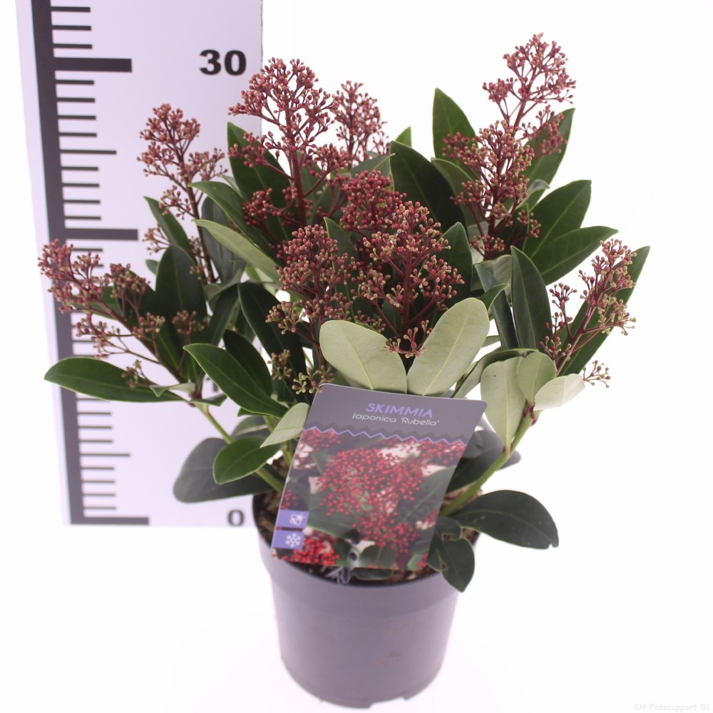 Picture of Skimmia jap. 'Rubella'